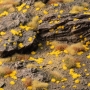 Gamers Grass - Tiny Golden 1mm