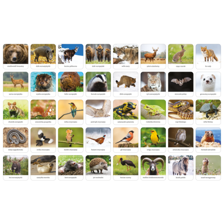MEMORY Fauna Polski Adamigo