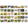MEMORY Fauna Polski Adamigo