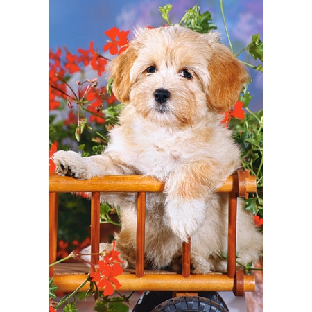 PUZZLE CASTOR 60 EL. Piesek
